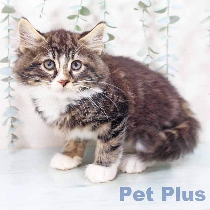 ノルウェージャンフォレストキャットの写真2