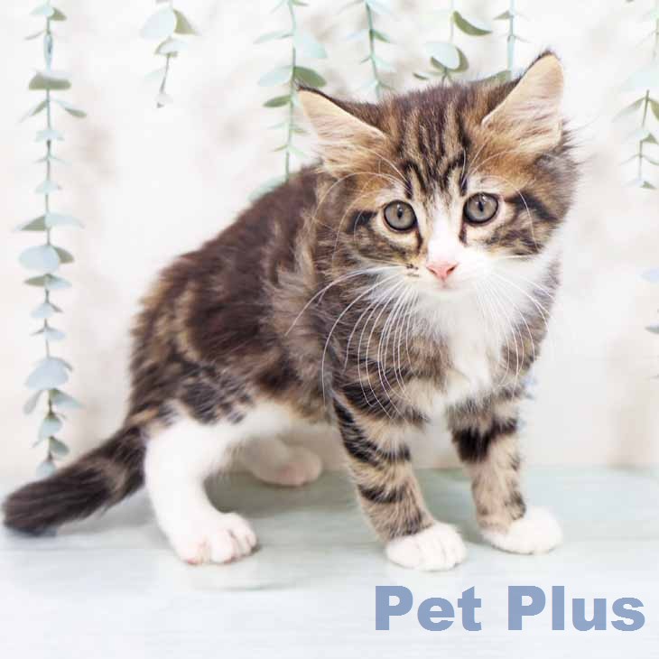 ノルウェージャンフォレストキャット