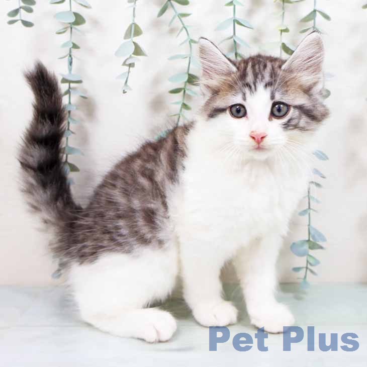 ノルウェージャンフォレストキャット