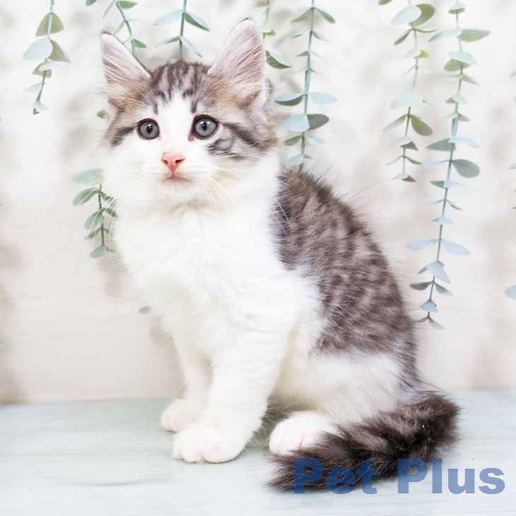 ノルウェージャンフォレストキャットの写真2