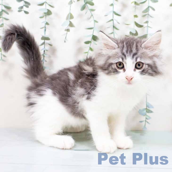 ノルウェージャンフォレストキャット