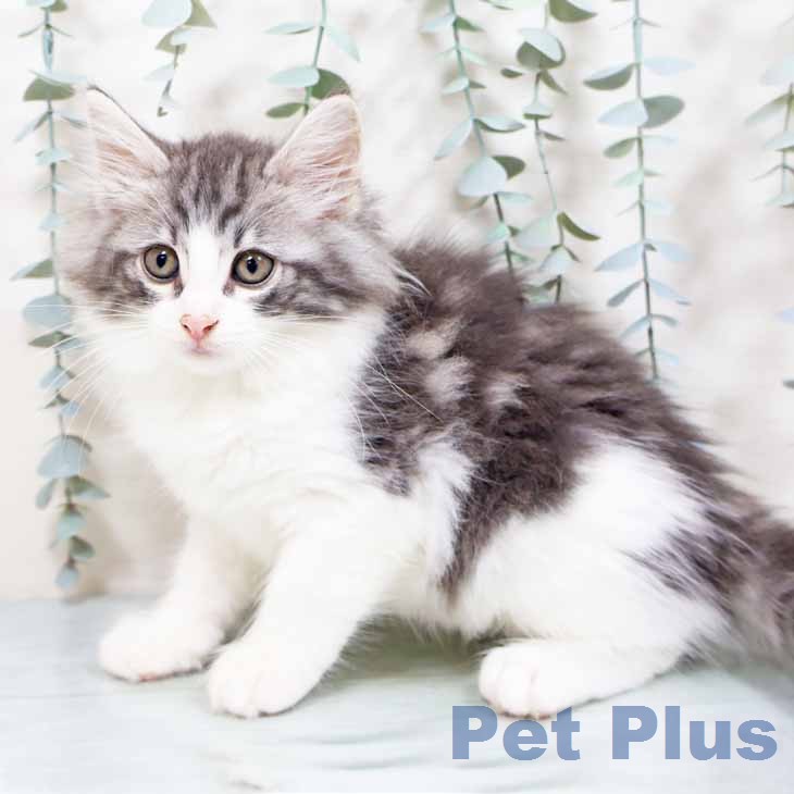 ノルウェージャンフォレストキャットの写真2