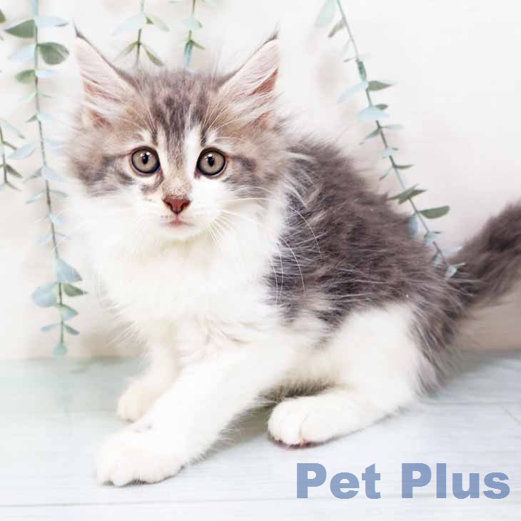 ノルウェージャンフォレストキャット