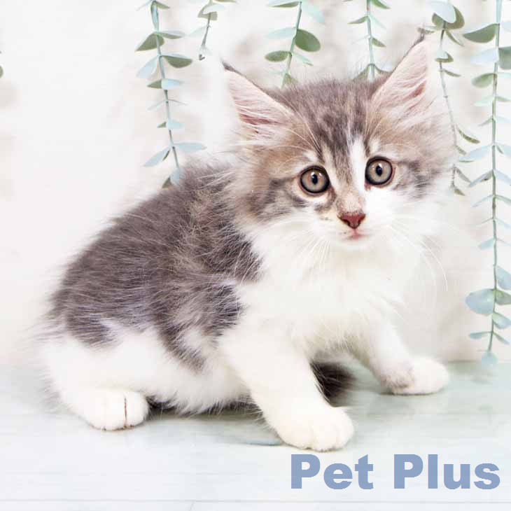 ノルウェージャンフォレストキャットの写真2