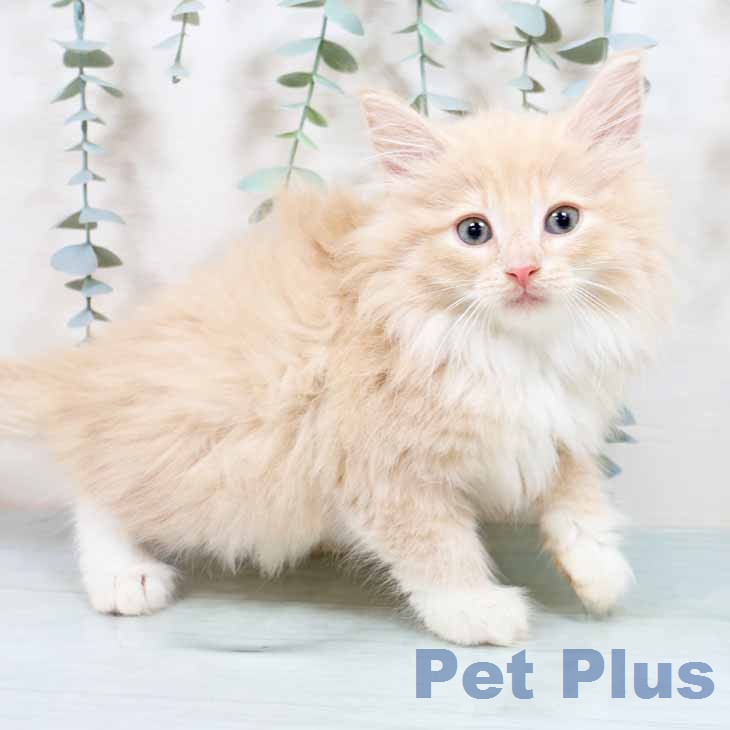ノルウェージャンフォレストキャットの写真2