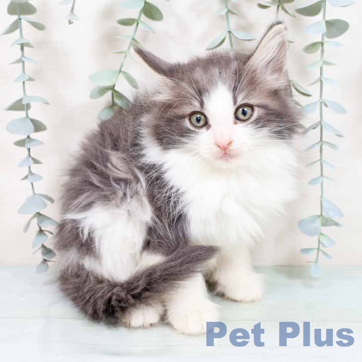 ノルウェージャンフォレストキャット