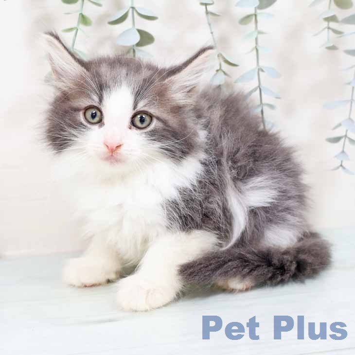ノルウェージャンフォレストキャットの写真2