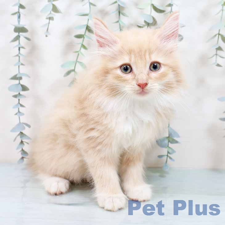 ノルウェージャンフォレストキャット