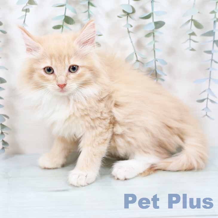 ノルウェージャンフォレストキャットの写真2