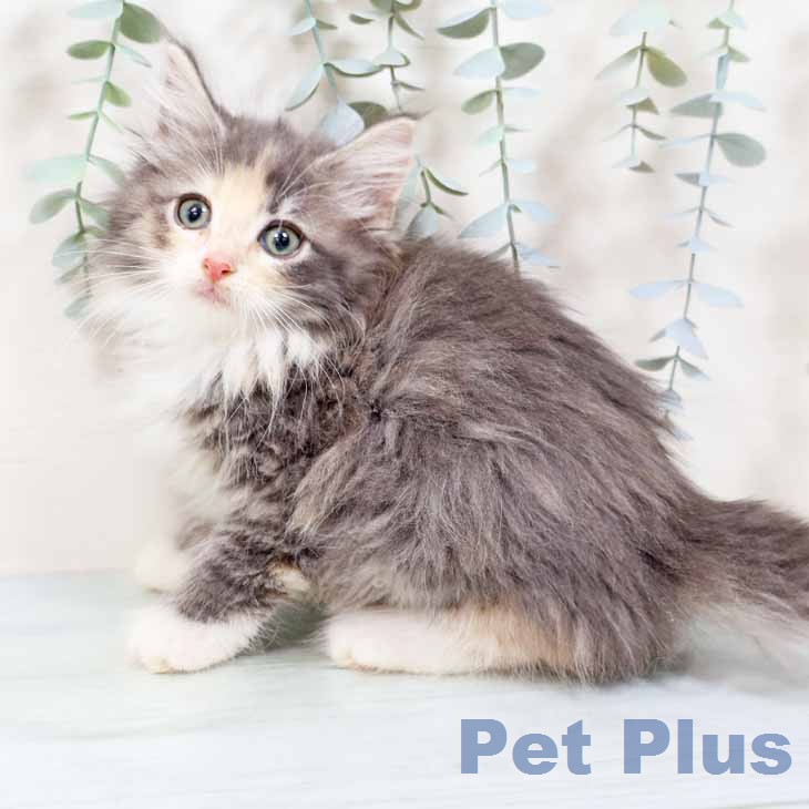 ノルウェージャンフォレストキャット