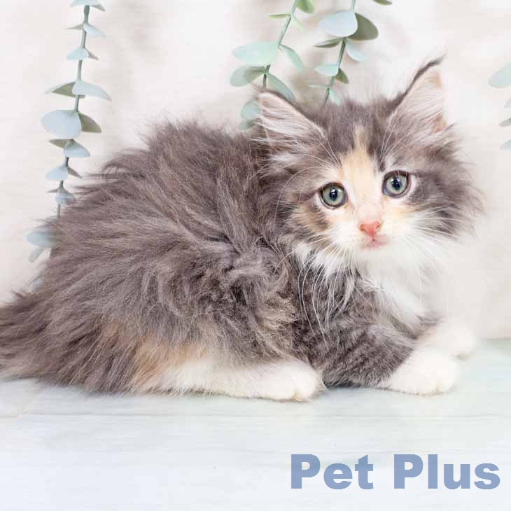 ノルウェージャンフォレストキャットの写真2