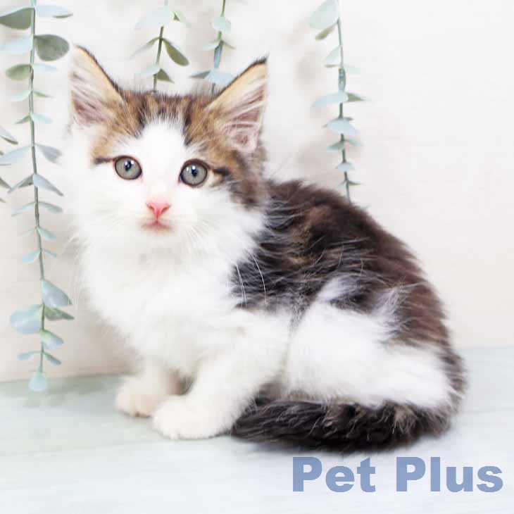 ノルウェージャンフォレストキャット