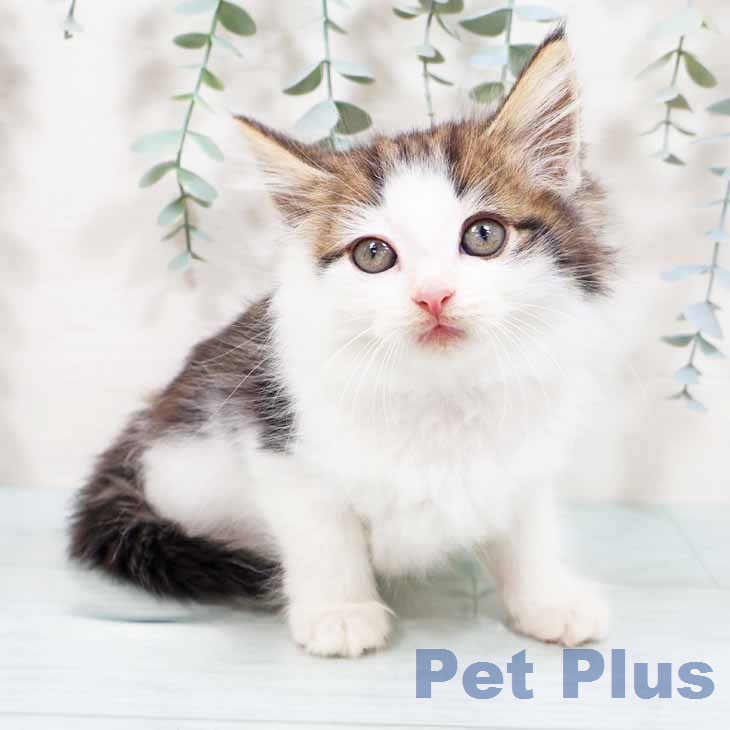 ノルウェージャンフォレストキャットの写真2