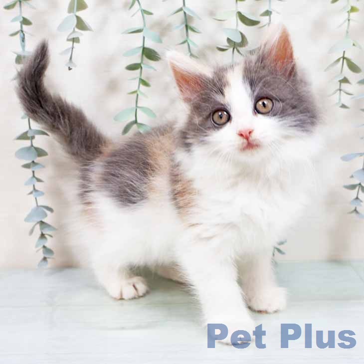 ノルウェージャンフォレストキャット