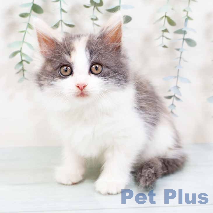 ノルウェージャンフォレストキャット
