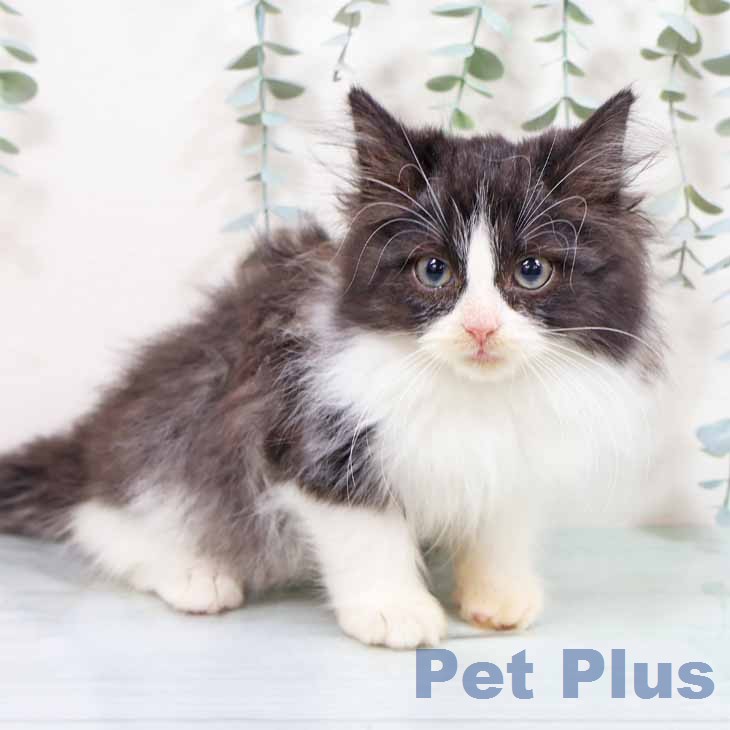 ノルウェージャンフォレストキャット