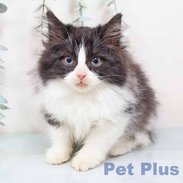 ノルウェージャンフォレストキャット