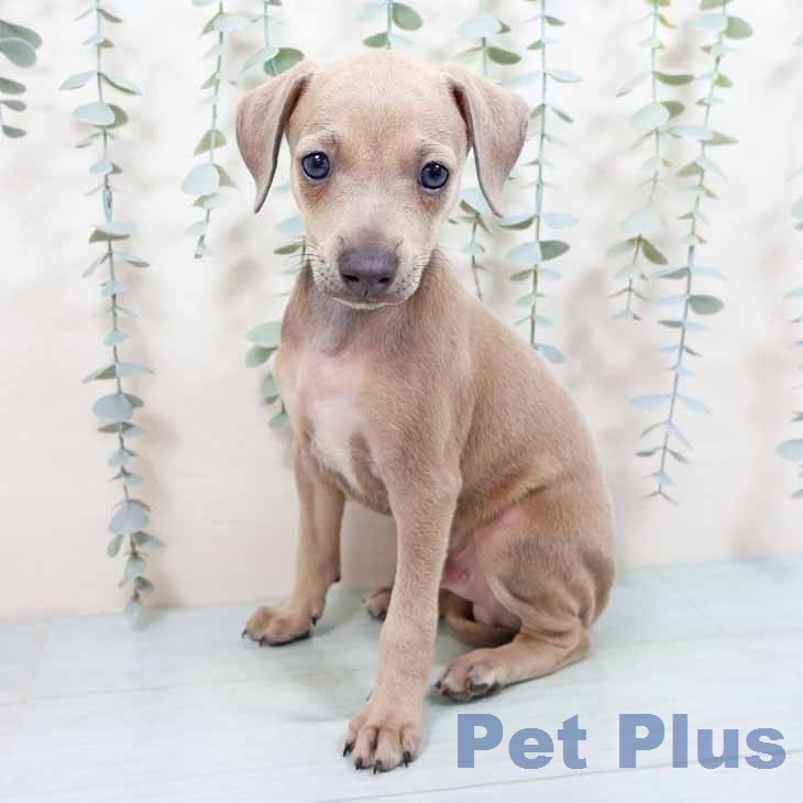 イタリアン・グレーハウンドの写真2