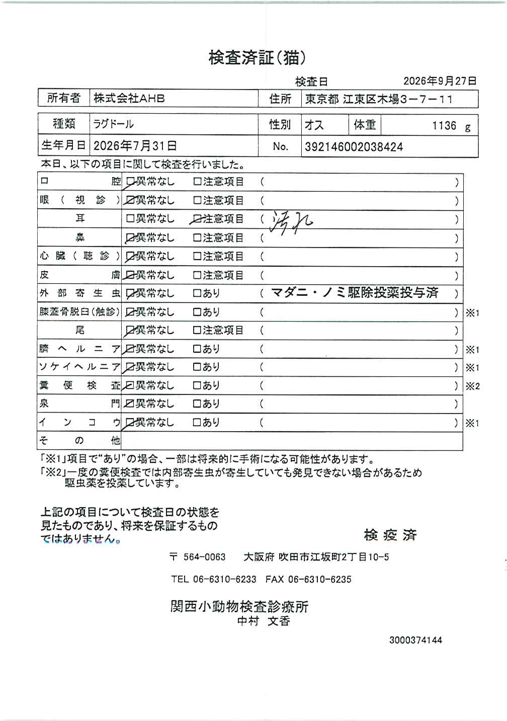 ラグドール