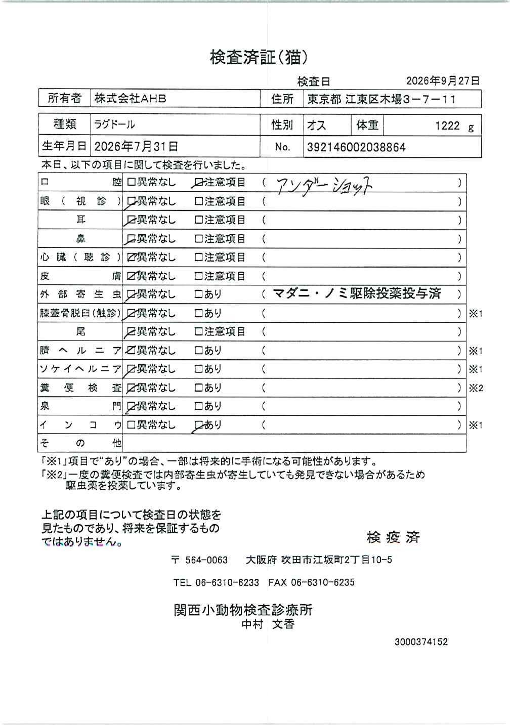 ラグドール