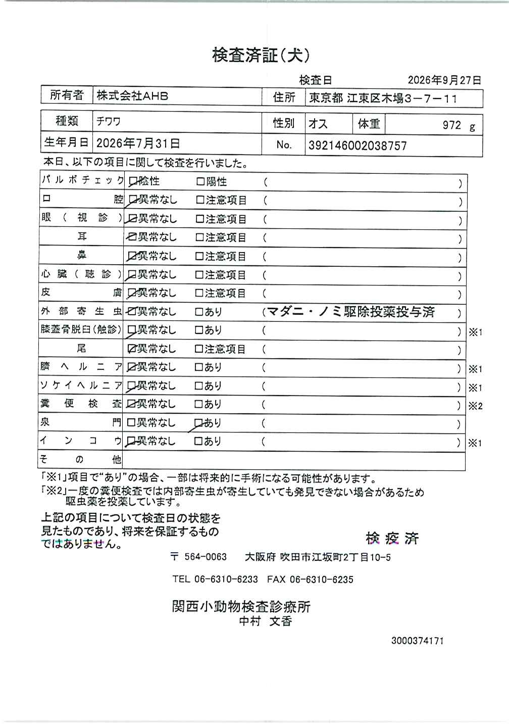 チワワ