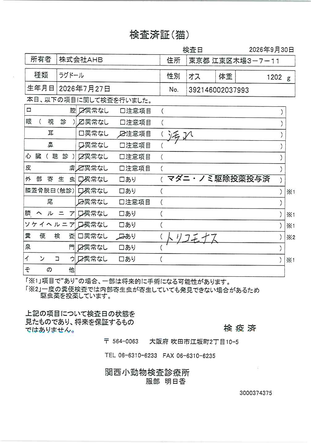 ラグドール