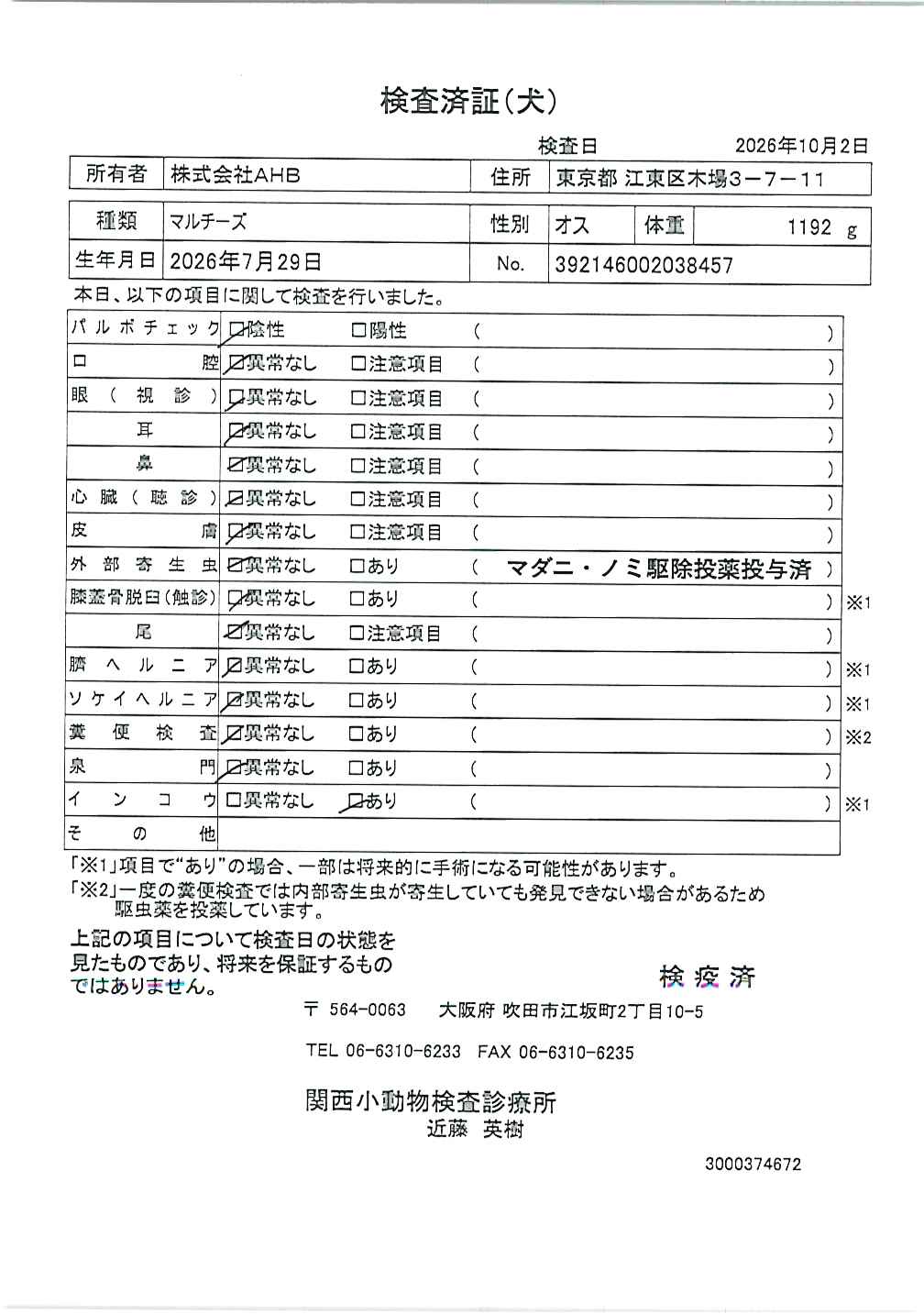 マルチーズ