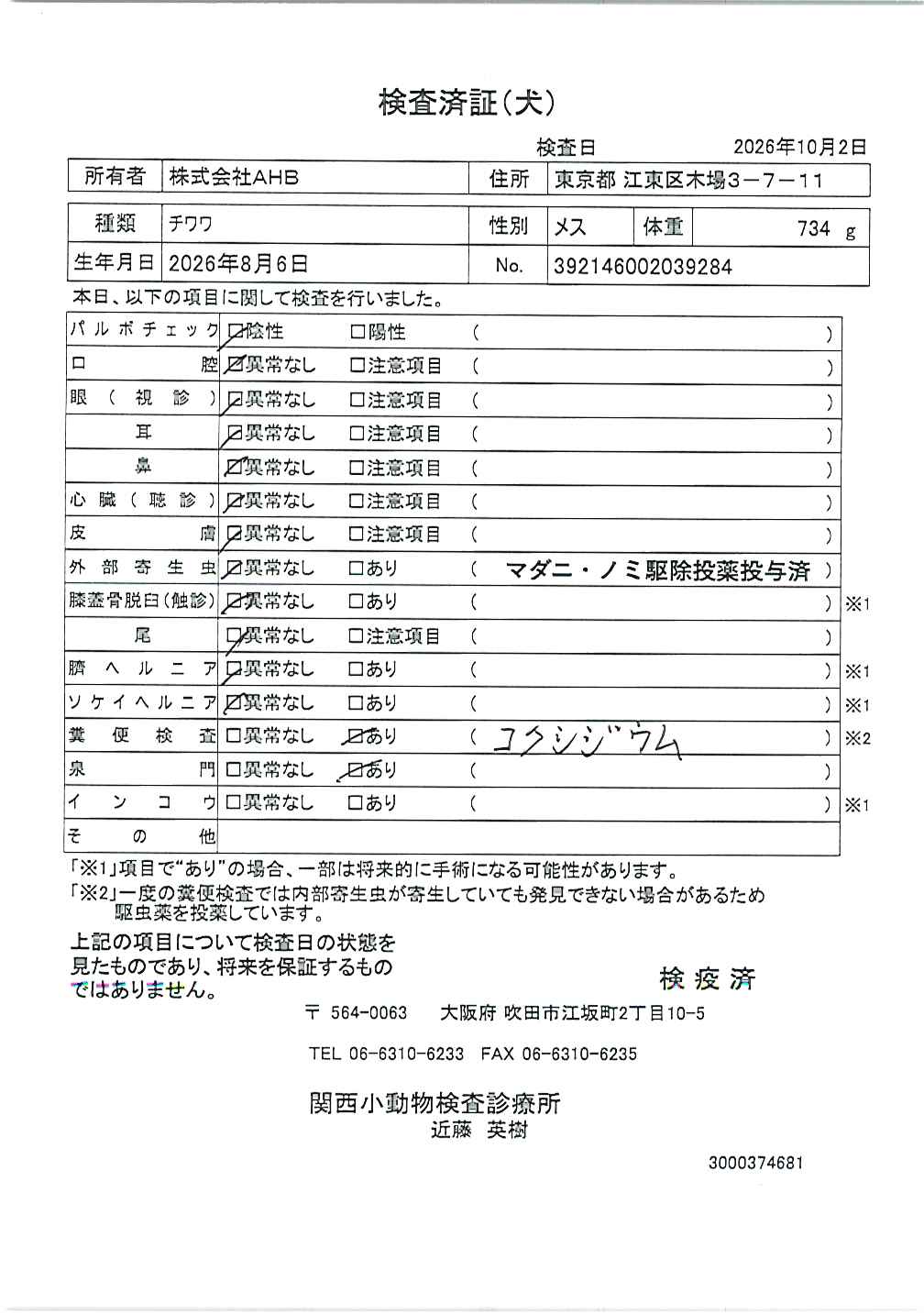 チワワ