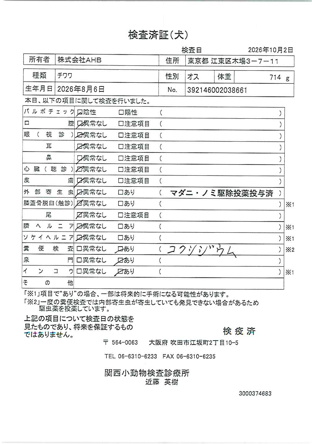 チワワ