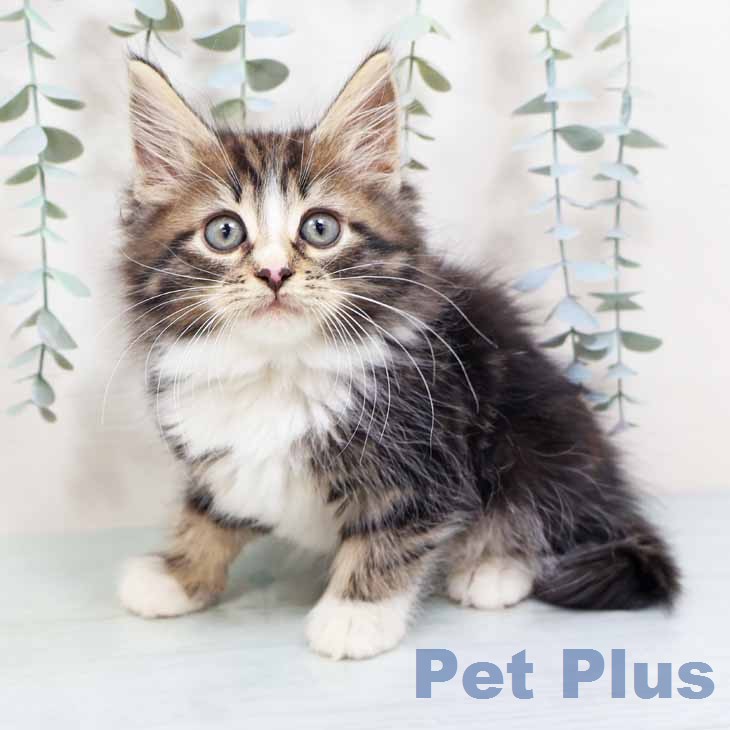 ノルウェージャンフォレストキャットの写真2