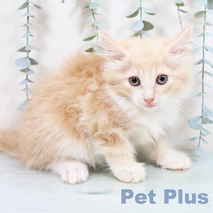 ノルウェージャンフォレストキャット