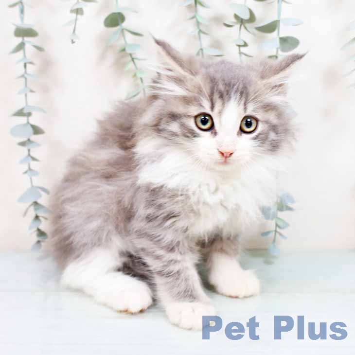 ノルウェージャンフォレストキャット