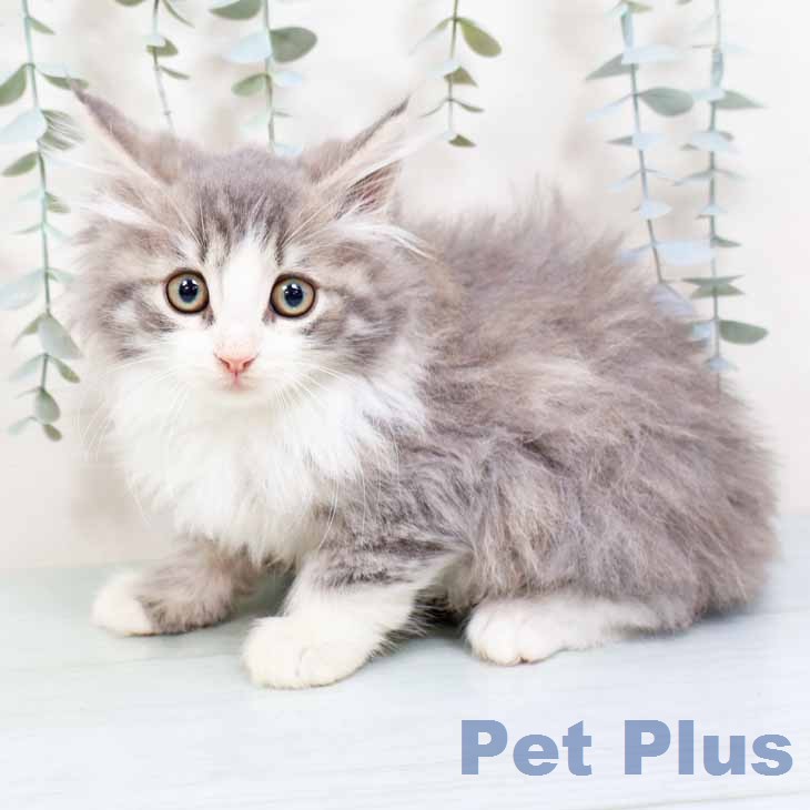 ノルウェージャンフォレストキャットの写真2