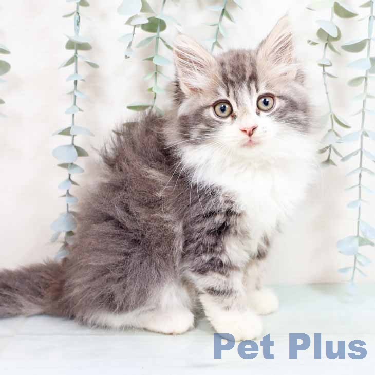 ノルウェージャンフォレストキャット