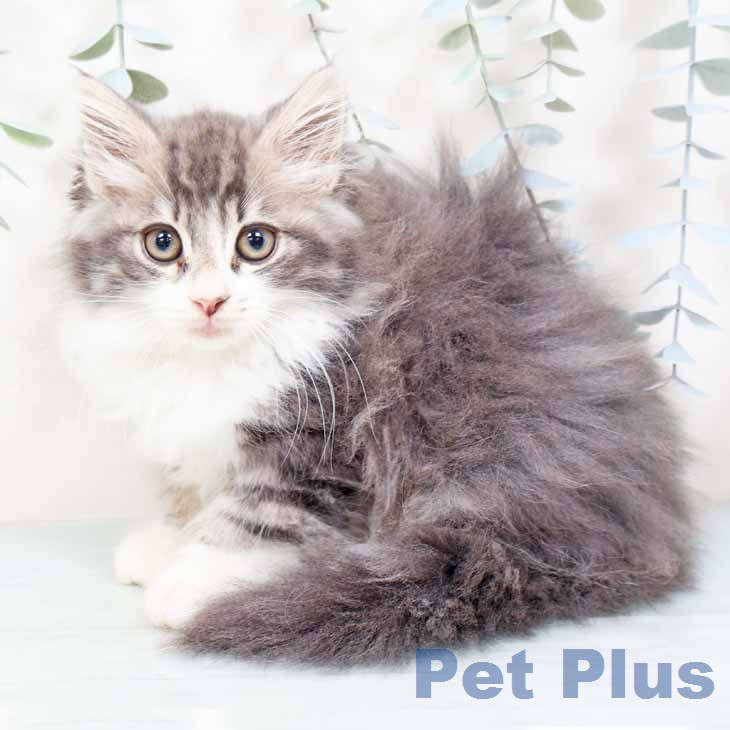 ノルウェージャンフォレストキャットの写真2