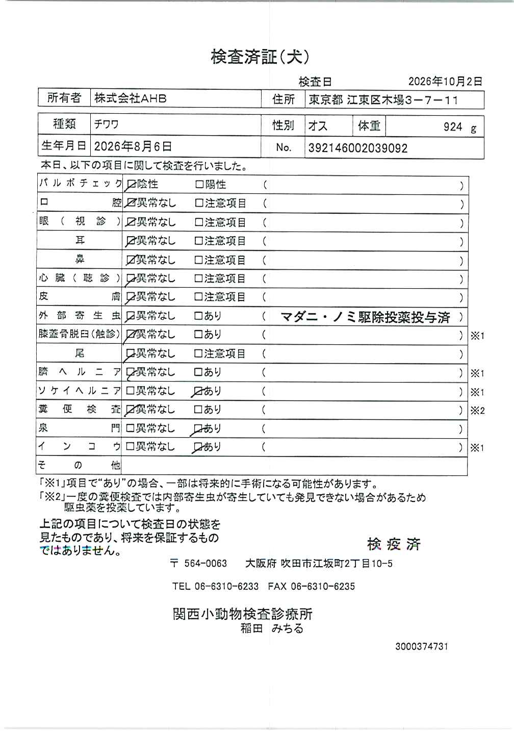 チワワ