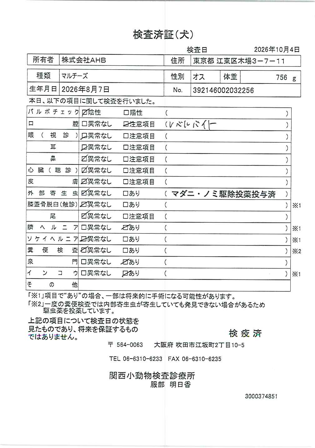 マルチーズ