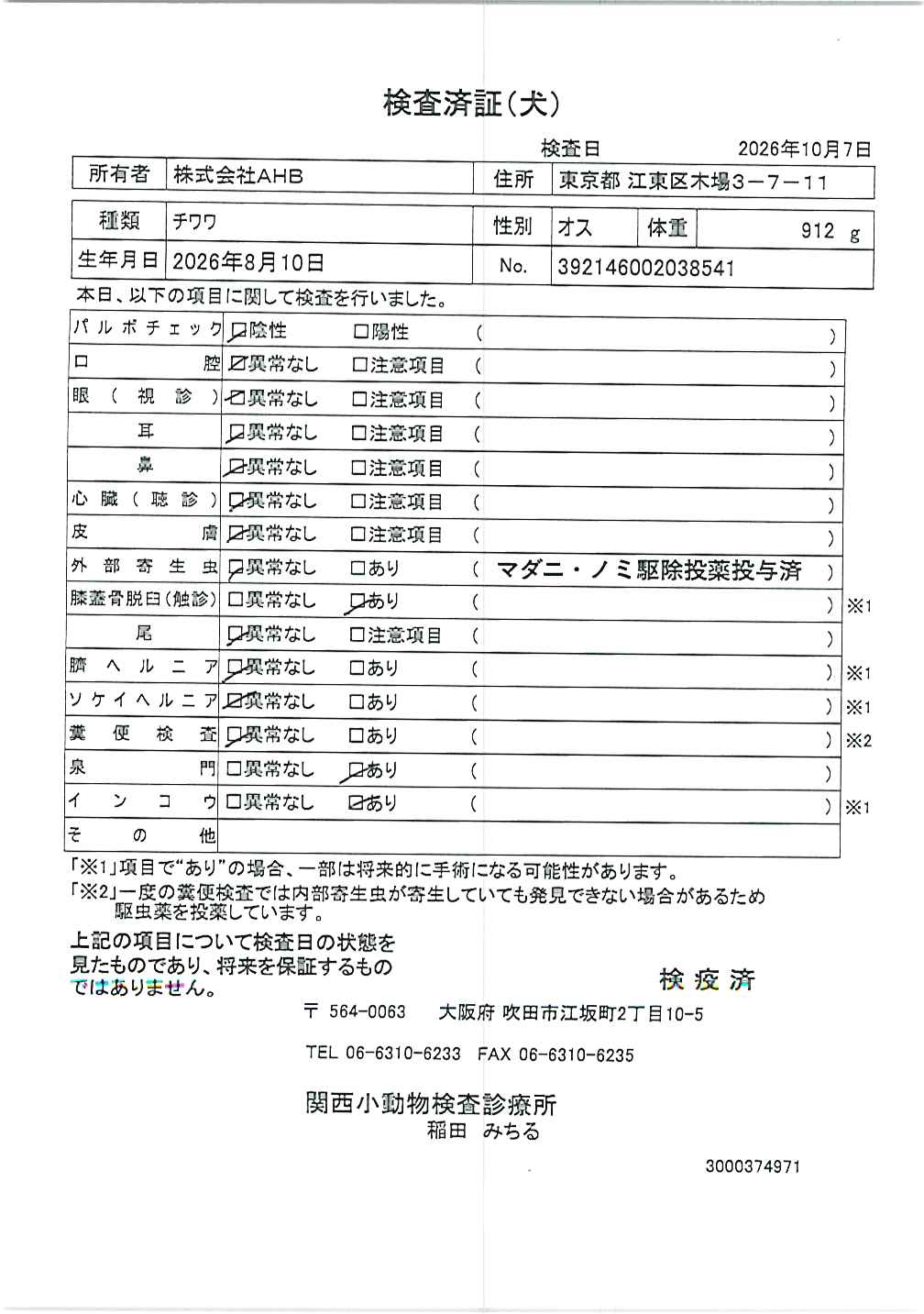 チワワ