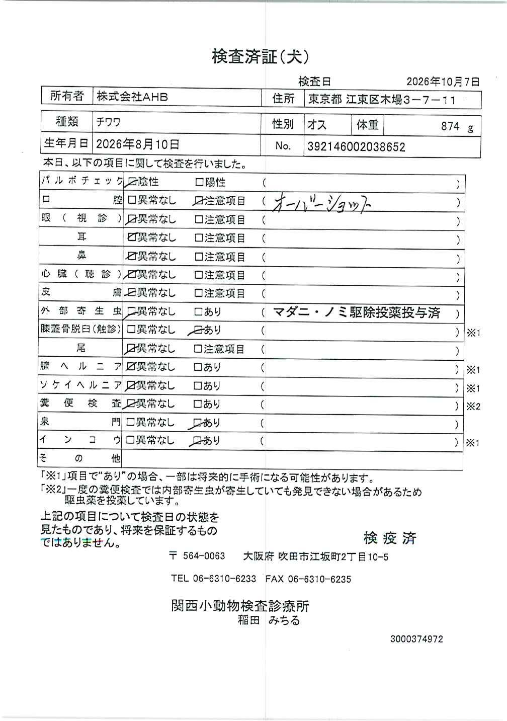 チワワ