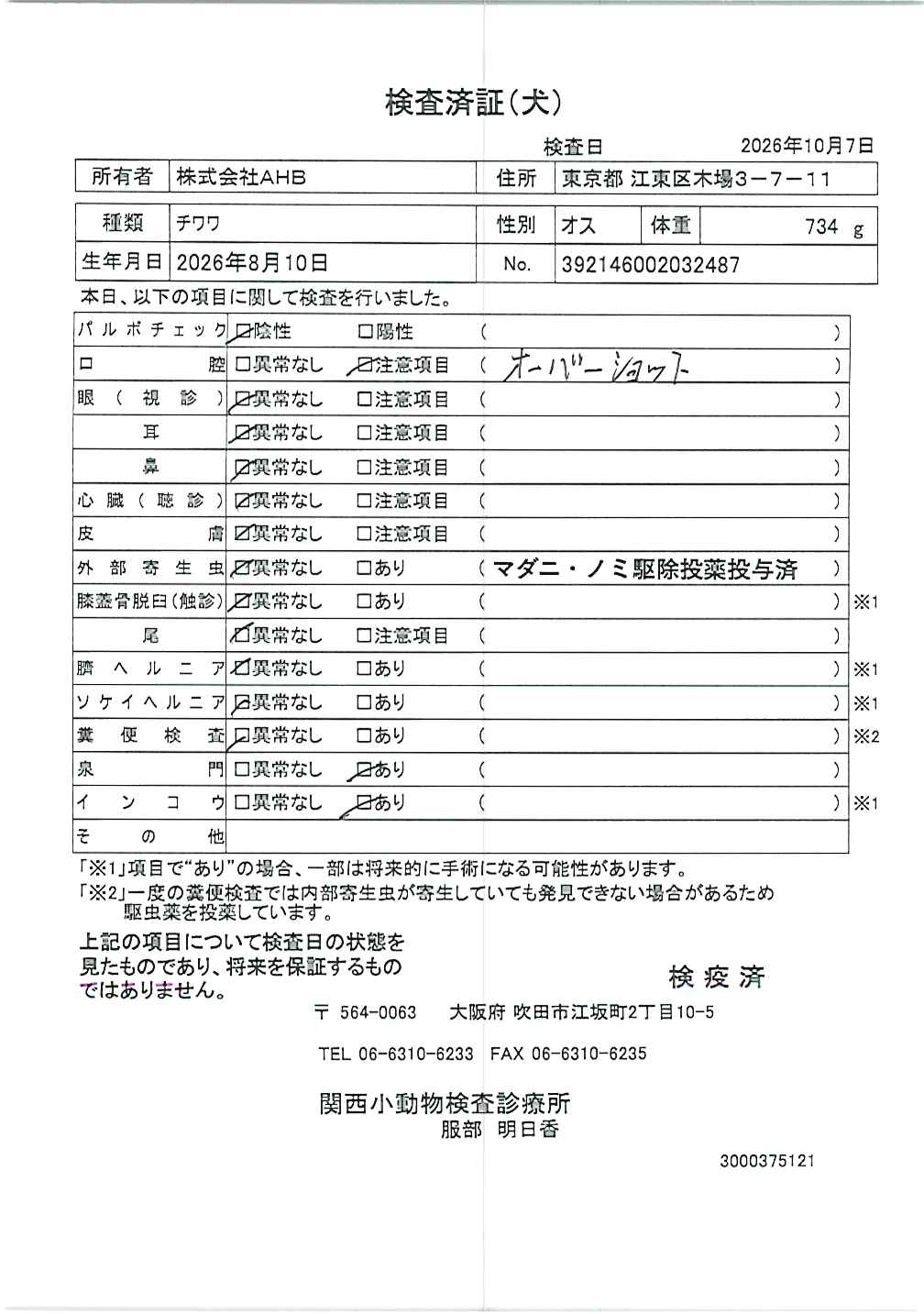 チワワ