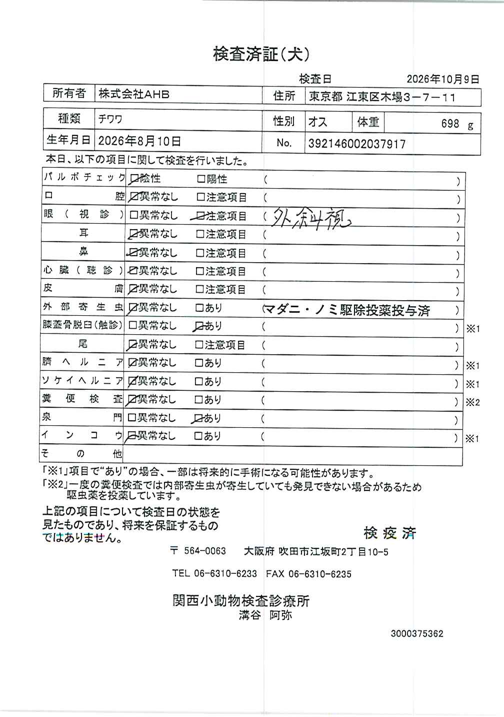 チワワ