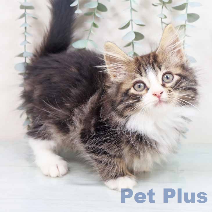 ノルウェージャンフォレストキャット