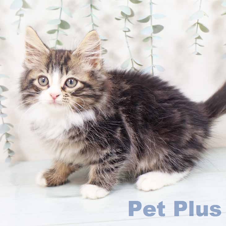 ノルウェージャンフォレストキャットの写真2
