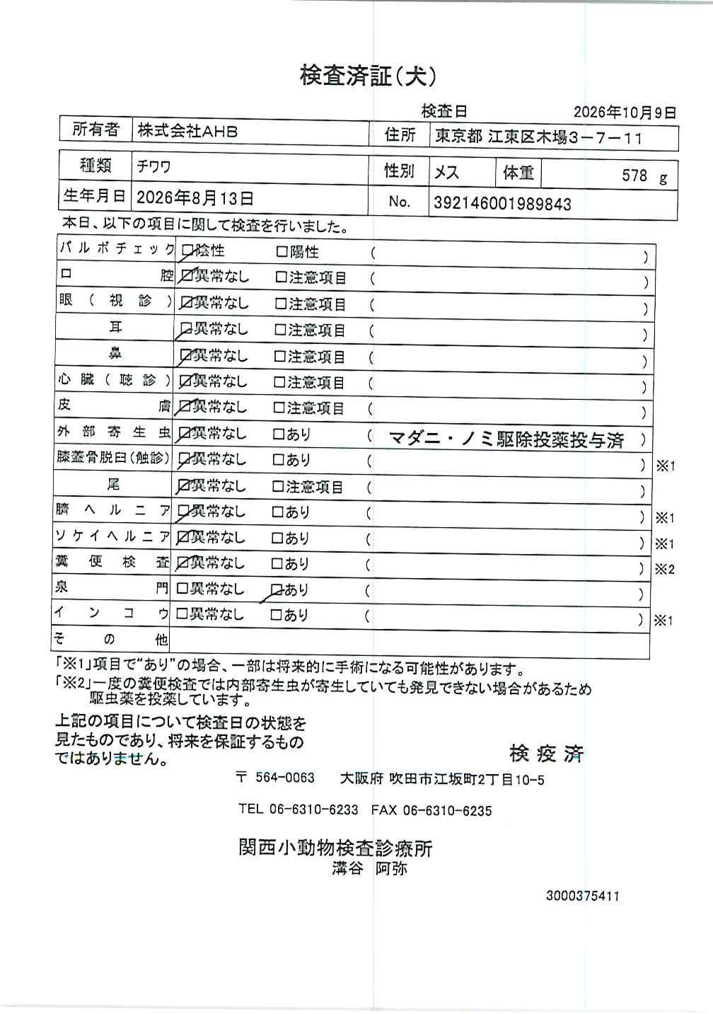 チワワ