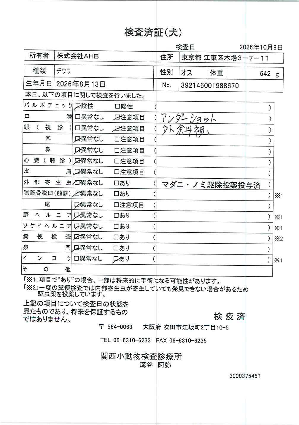 チワワ