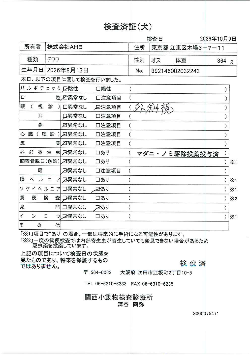チワワ