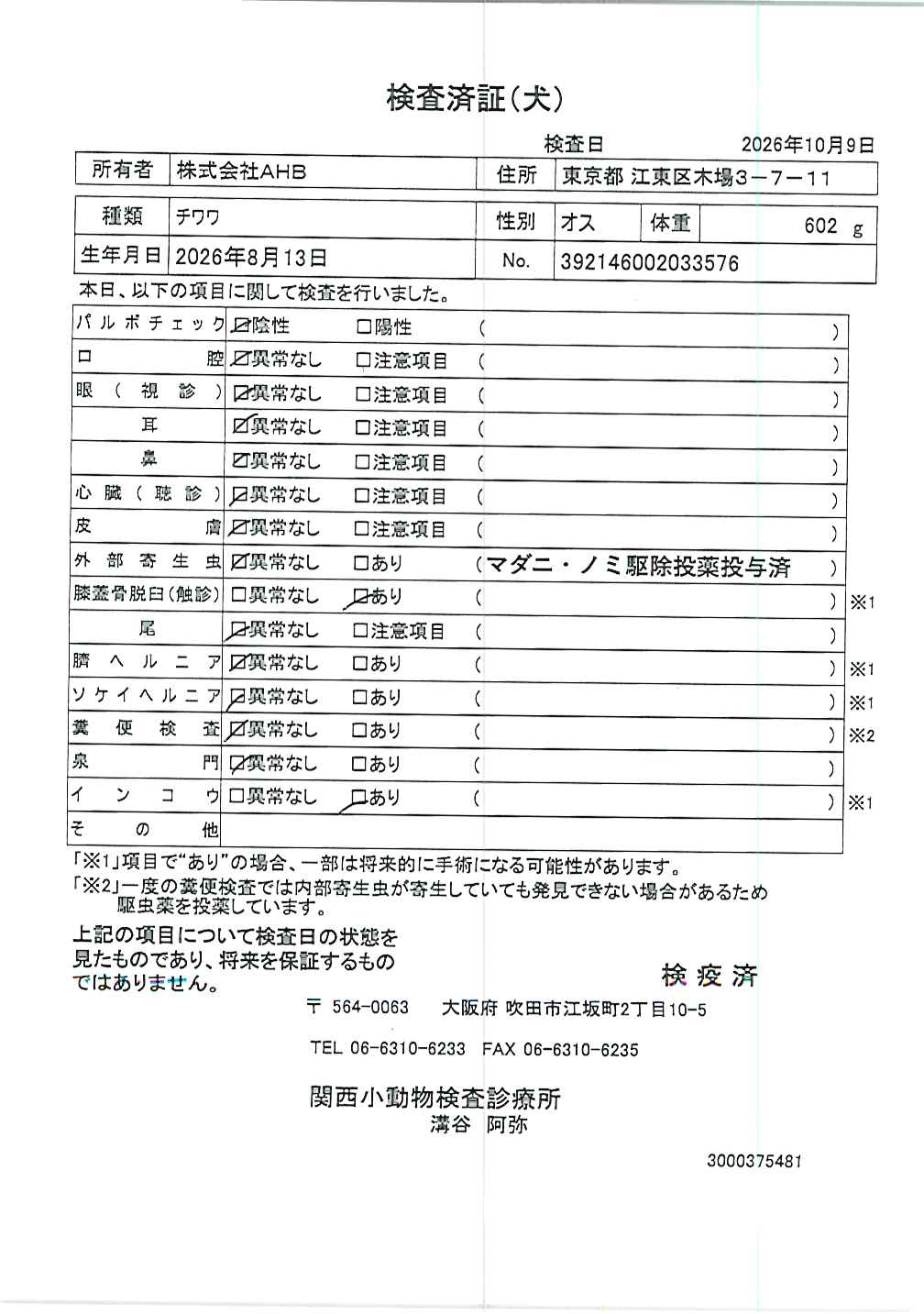 チワワ