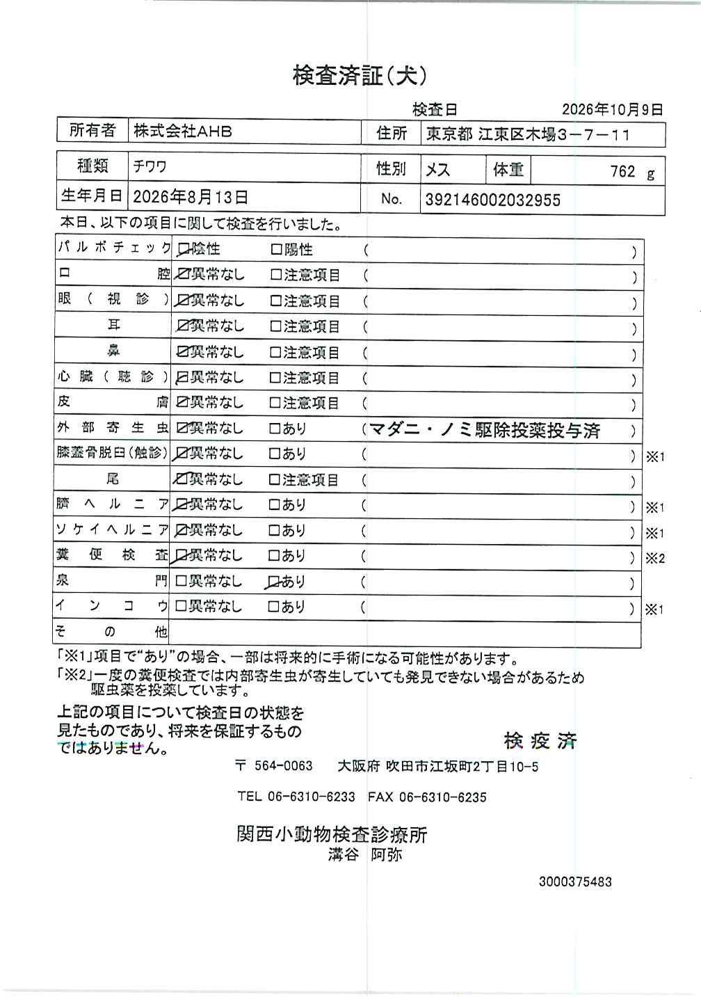 チワワ