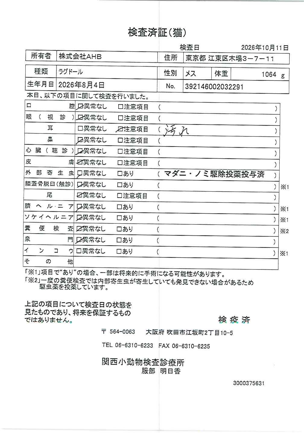 ラグドール