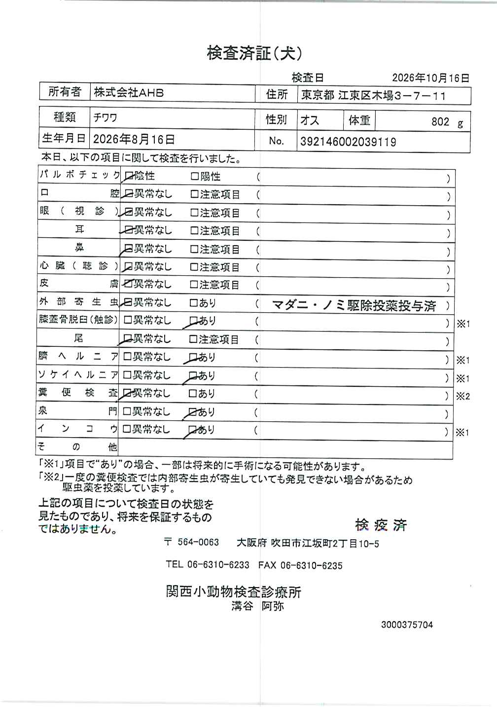 チワワ